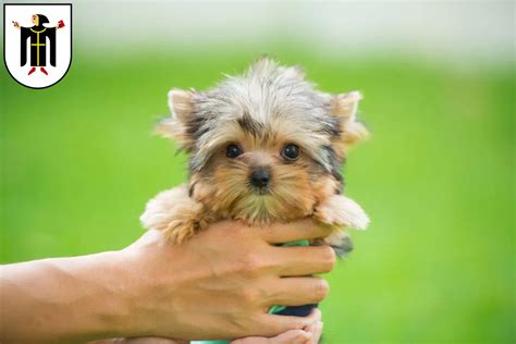 yorkshire terrier züchter.